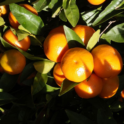 Variedad de clementinas Clemenules
