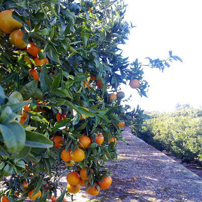 Mandarinas clementinas naturales de huerta