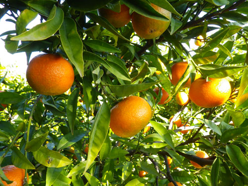 mandarina clementina hernandina