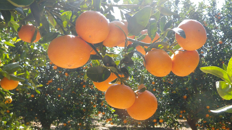 mandarinas de comenaranjas
