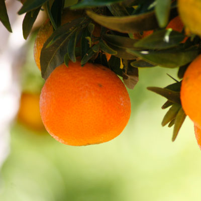 Varietat de clementines Clemenribí