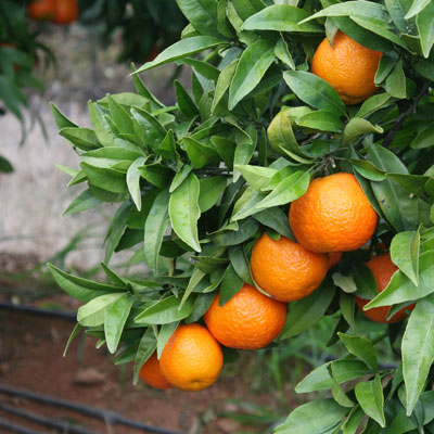 Varietat de clementines Oronules