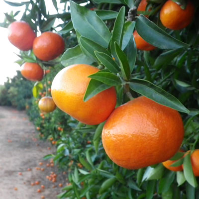 Variedad de mandarina híbrida Clemenvilla o Nova