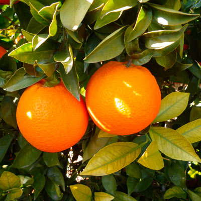 Naranja de la variedad Navel Lane Late