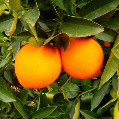 Orange of the variety Navel Foyos