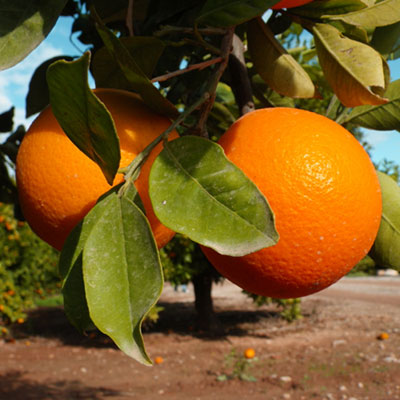 Orange of the variety Navelina