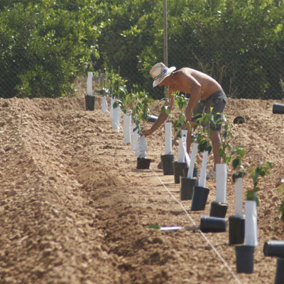 Cultivo y cuidado de nuevas variedades