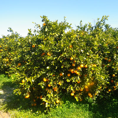 Cuidado de naranjos en la huerta valenciana