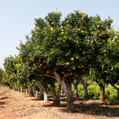Orchards located in the south area of Valencia in Spain