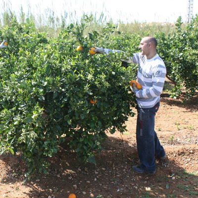 Agricultor recolectando cítricos en el campo