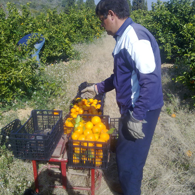 La fruita es pesa en camp de forma tradicional