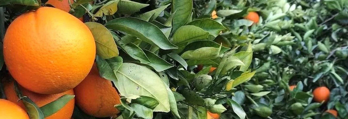 Huerta de naranjas Valencia