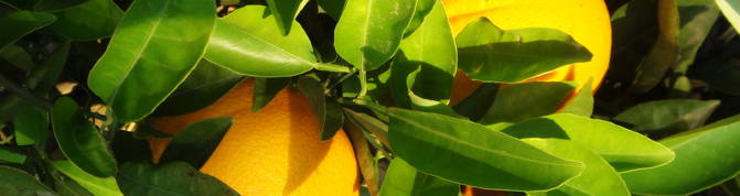 Naranjas de en huerta