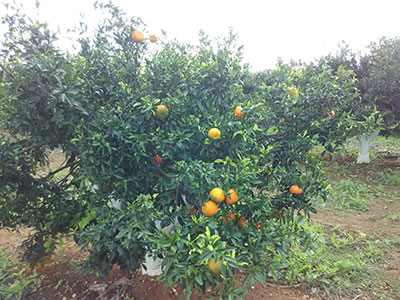 Campo de naranjas pelado