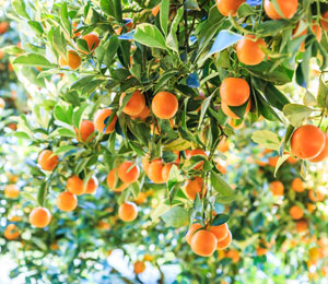 naranjas entre alimentos saludables