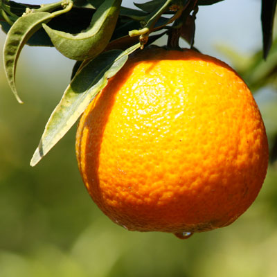 mandarina clementina clemenrubi