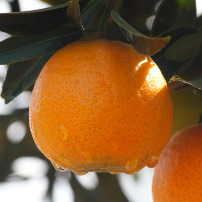 mandarinas clemenrubí