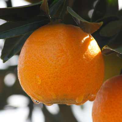 mandarina clementina clemenrubi