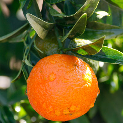 mandarina clementina clemenrubi