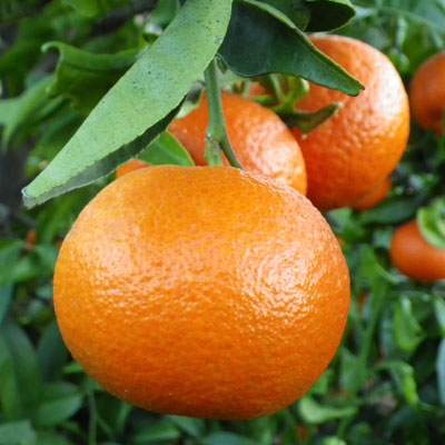 mandarina clementina hernandina