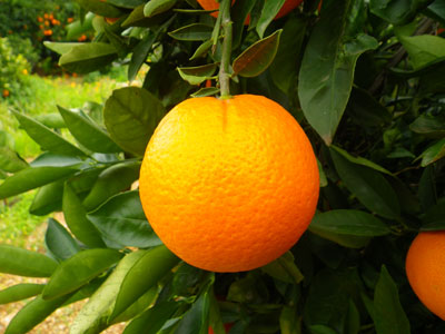 naranja navel de comenaranjas