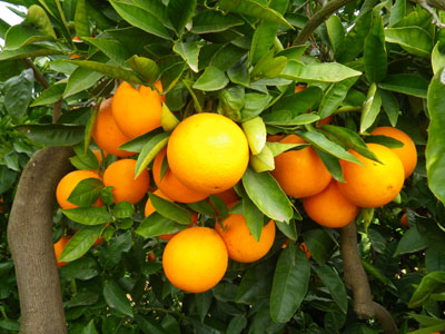 naranjas navel de comenaranjas