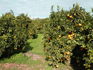 Huerto de naranjas de comenaranjas