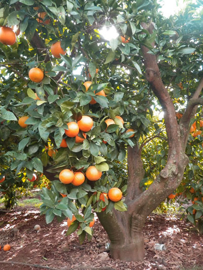 naranjo de nuestra huerta