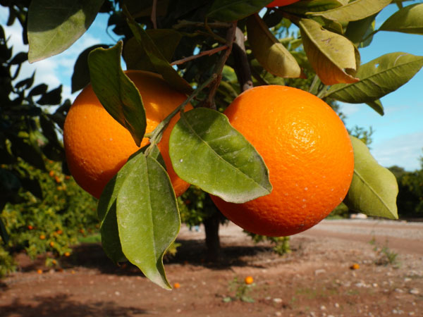 naranjas navelinas