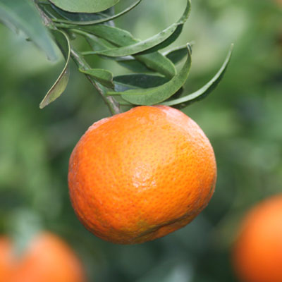 mandarinas de comenaranjas
