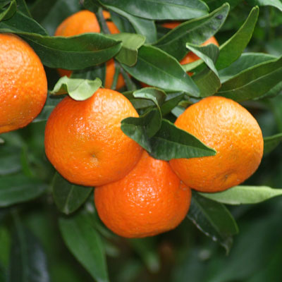 clementinas de comenaranjas