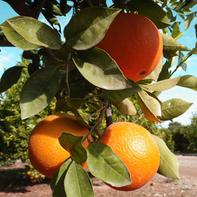 naranjas navelinas para comenzar