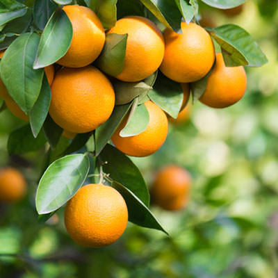 variedad de naranjas navel powell