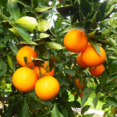 naranjas de huerta en comenaranjas