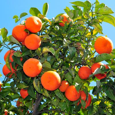 Naranja de la variedad Navel Summer Chislett
