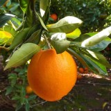 Naranja de zumo por kg