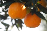 oronules-mandarina