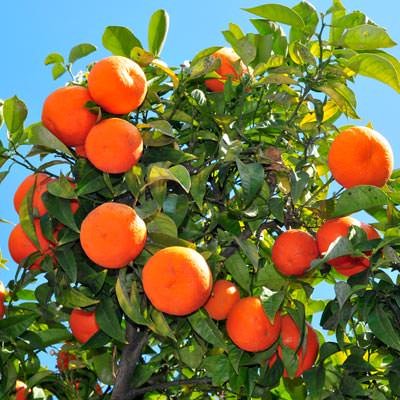 Naranja Valencia Late