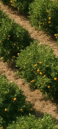 Huerto de naranjas de la finca