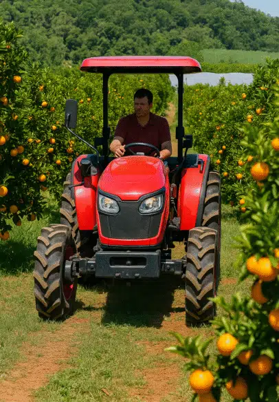 Recolectando en el campo de naranjas