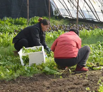 Recolección de verduras en la huerta