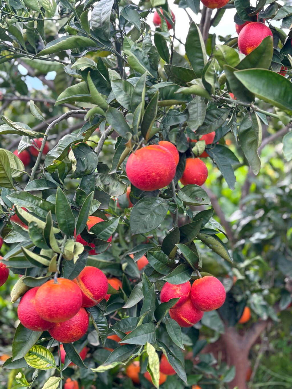 naranjas tarocco rosso
