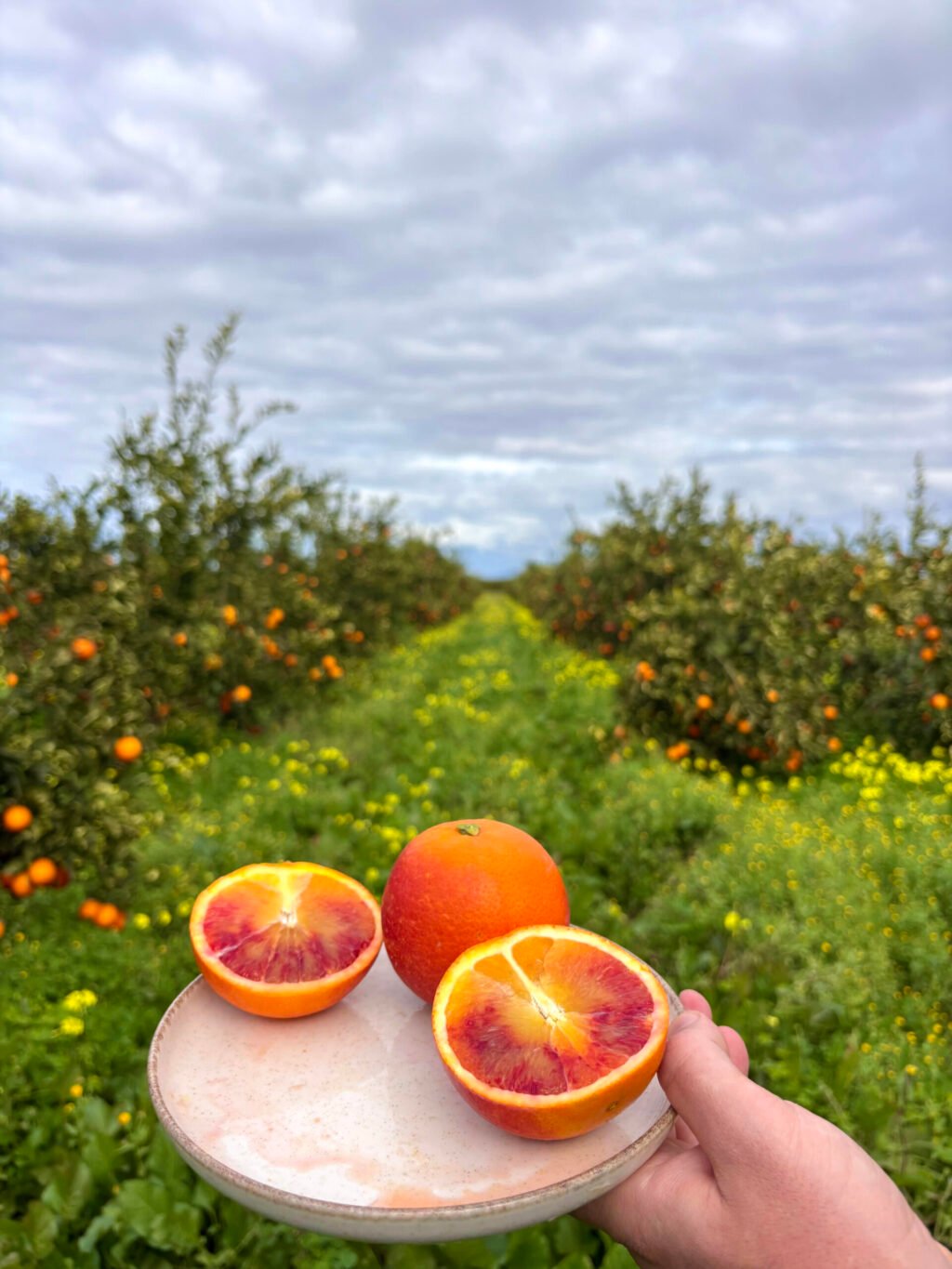 naranjas tarocco rosso