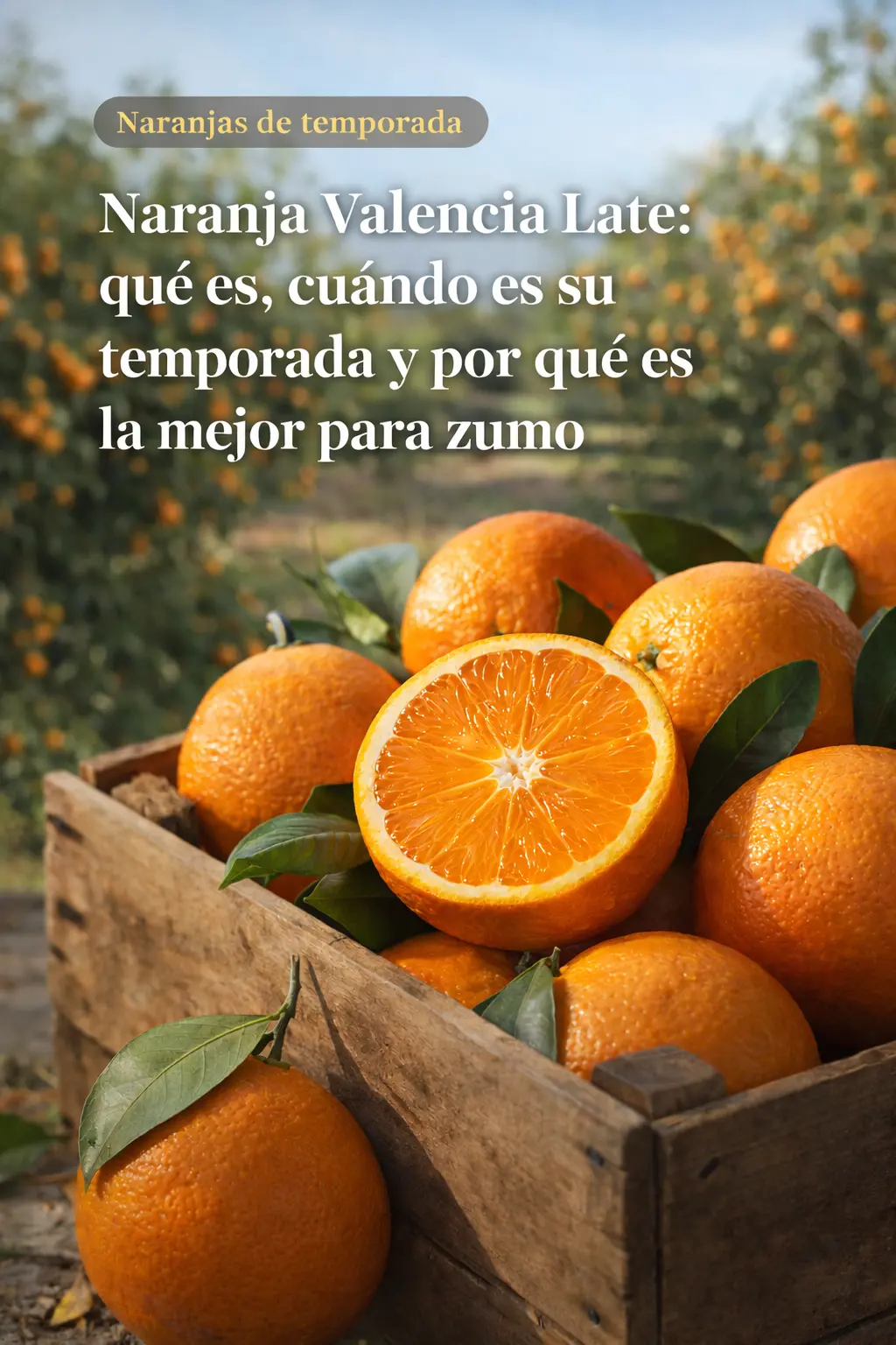 naranjasvalencias
